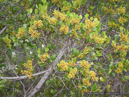 Image of <i>Rhamnus ilicifolia</i>