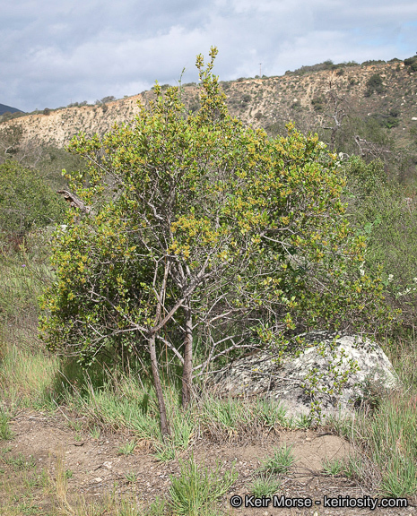 Image of <i>Rhamnus ilicifolia</i>