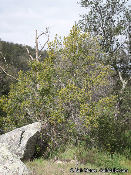 Image of <i>Rhamnus ilicifolia</i>