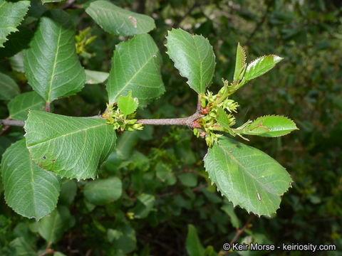 Image of <i>Rhamnus ilicifolia</i>