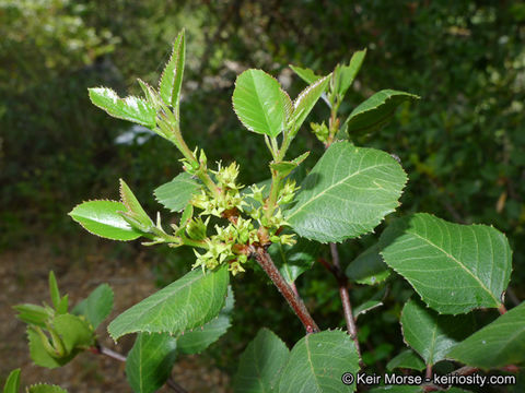 Image of <i>Rhamnus ilicifolia</i>