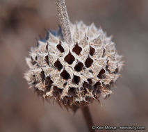 Image of black sage