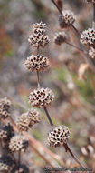 Image of black sage