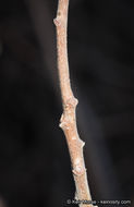 Image of Pacific poison oak