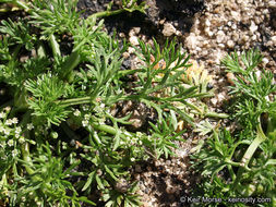 Image of marsh parsley
