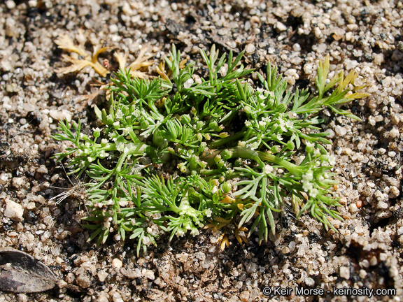 Imagem de Cyclospermum leptophyllum (Pers.) Sprague