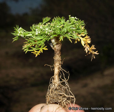 Imagem de Cyclospermum leptophyllum (Pers.) Sprague