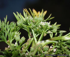 Imagem de Cyclospermum leptophyllum (Pers.) Sprague