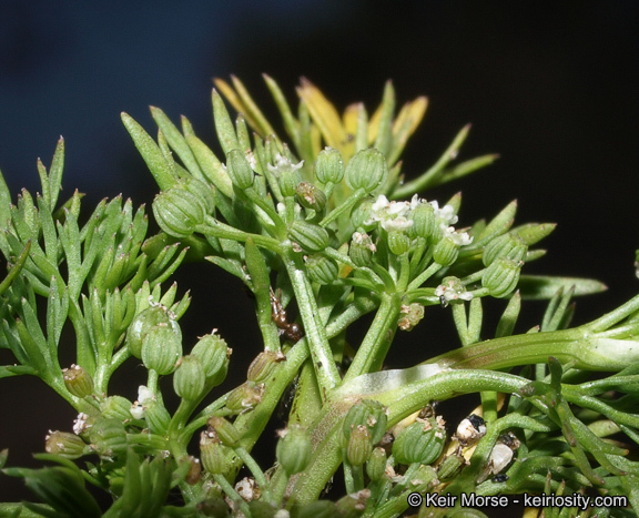 Imagem de Cyclospermum leptophyllum (Pers.) Sprague