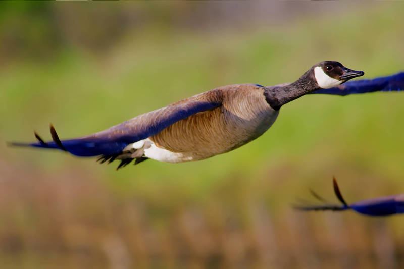 Image of Canada Goose