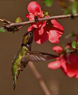 Image of Anna's Hummingbird