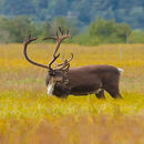 Imagem de Rangifer tarandus caribou (Gmelin 1788)