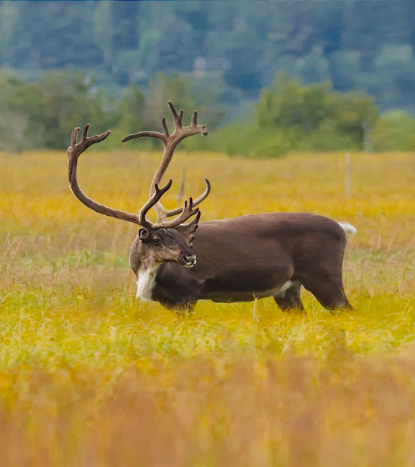 Imagem de Rangifer tarandus caribou (Gmelin 1788)