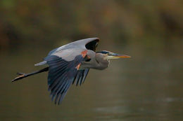 Imagem de Ardea herodias Linnaeus 1758