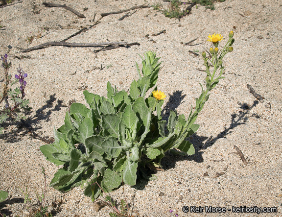 Слика од Heterotheca grandiflora Nutt.