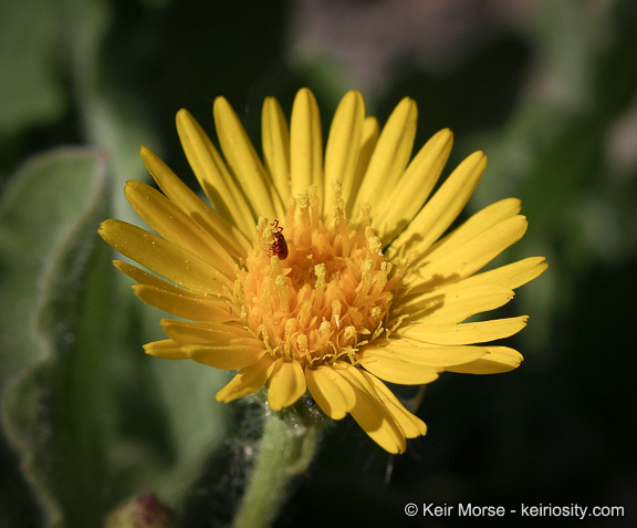 Imagem de Heterotheca grandiflora Nutt.