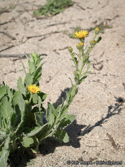 Слика од Heterotheca grandiflora Nutt.