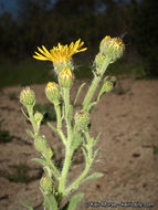 Image of telegraphweed