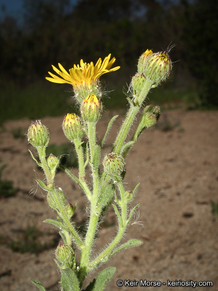 Imagem de Heterotheca grandiflora Nutt.