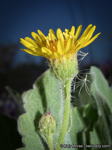 Imagem de Heterotheca grandiflora Nutt.