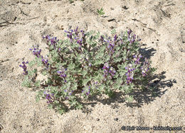 Image of bajada lupine