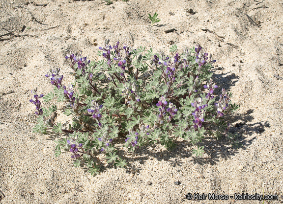 Image of bajada lupine