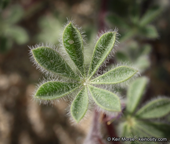 Image of bajada lupine