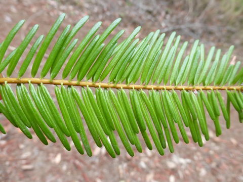 Image of Giant Fir