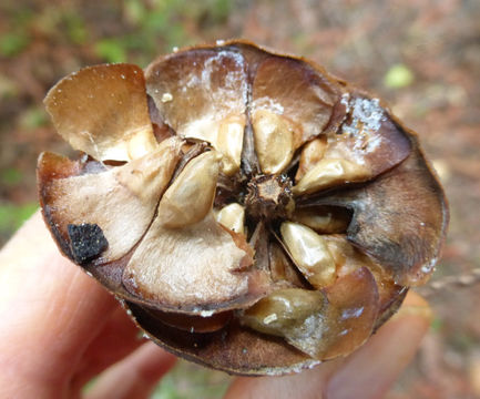 Image of Giant Fir