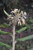 Image of cream garland-lily