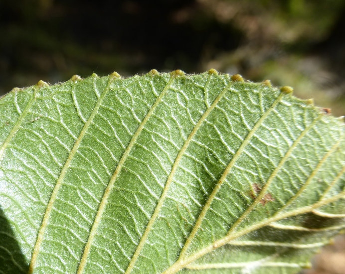 Image of California alder