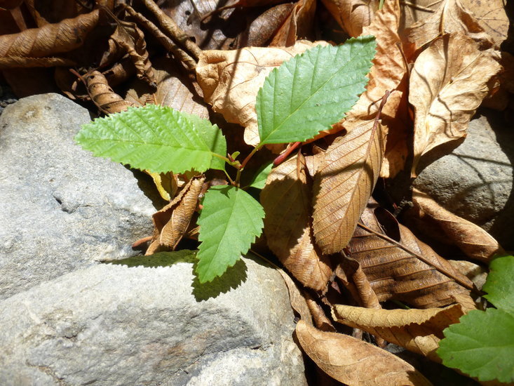 Image of California alder