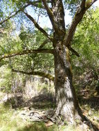 Image of California alder