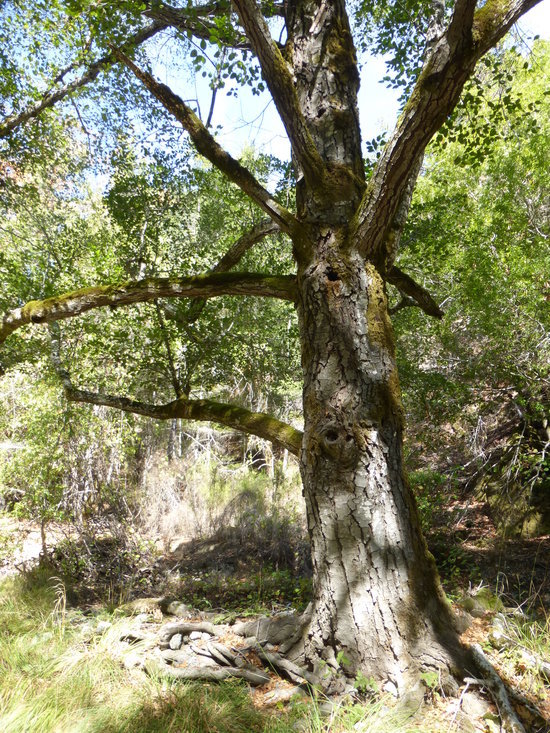 Image of California alder