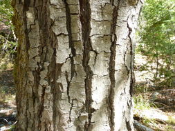 Image of California alder