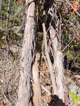 Image of California wild grape