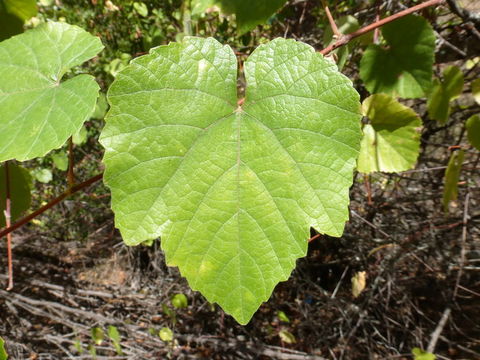 Image of California wild grape