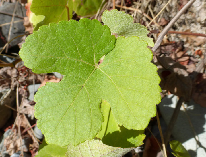 Image of California wild grape