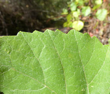 Image of California wild grape