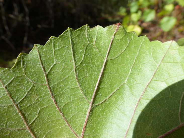 Image of California wild grape