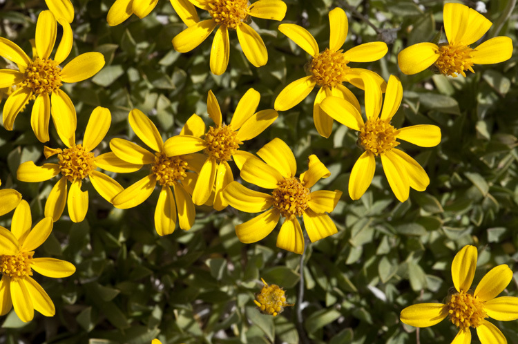 Image of stemless mock goldenweed