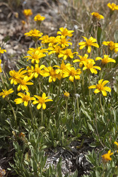 Image of stemless mock goldenweed