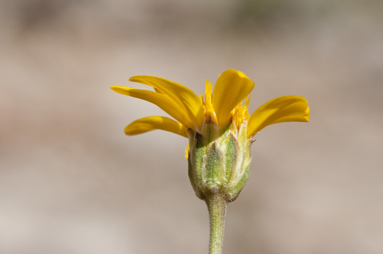 Image of stemless mock goldenweed