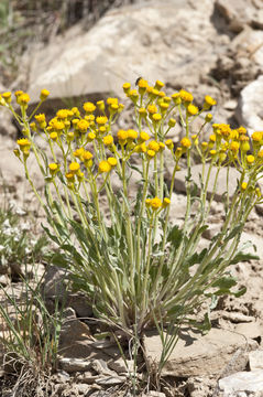 Image of woolly groundsel