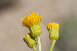 Image of woolly groundsel