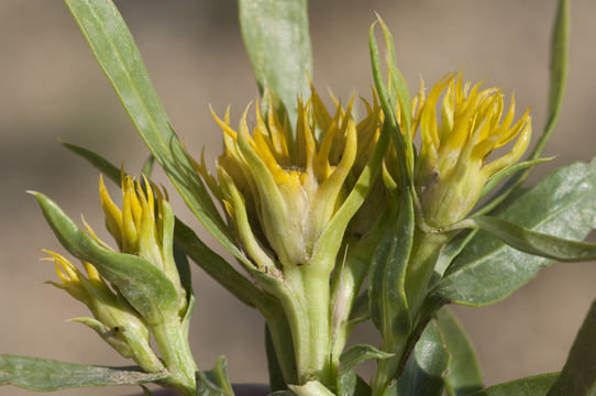 Imagem de Oonopsis wardii (A. Gray) Greene