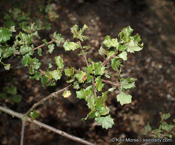 Quercus dumosa Nutt. resmi