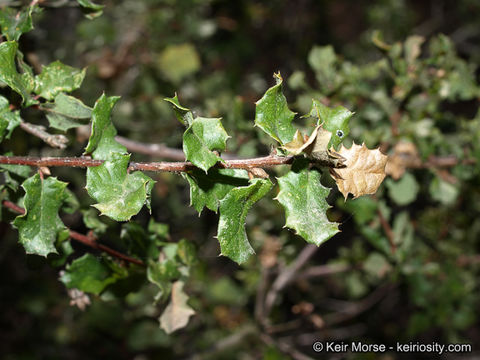 Quercus dumosa Nutt. resmi