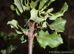 Quercus dumosa Nutt. resmi