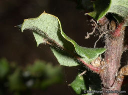 Quercus dumosa Nutt. resmi